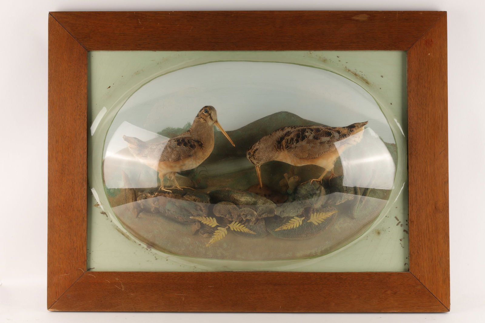 Charles K. Reed Taxidermy Diorama 2 Birds in Dome (1 of 7)