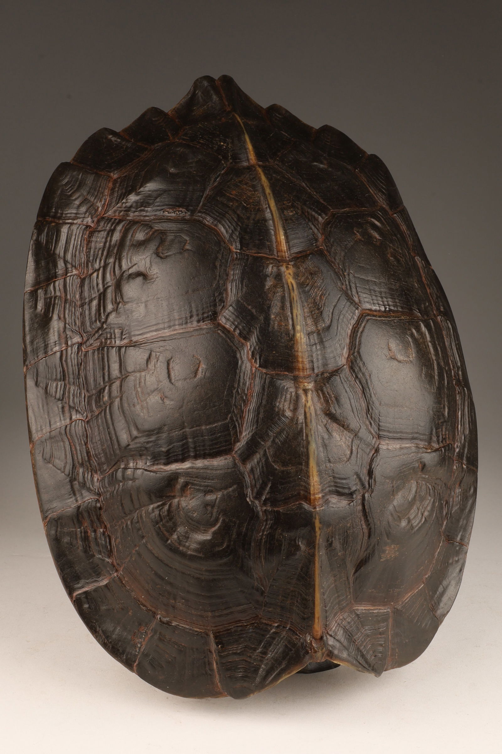 Taxidermy Turtle Tortoise Shell (1 of 5)