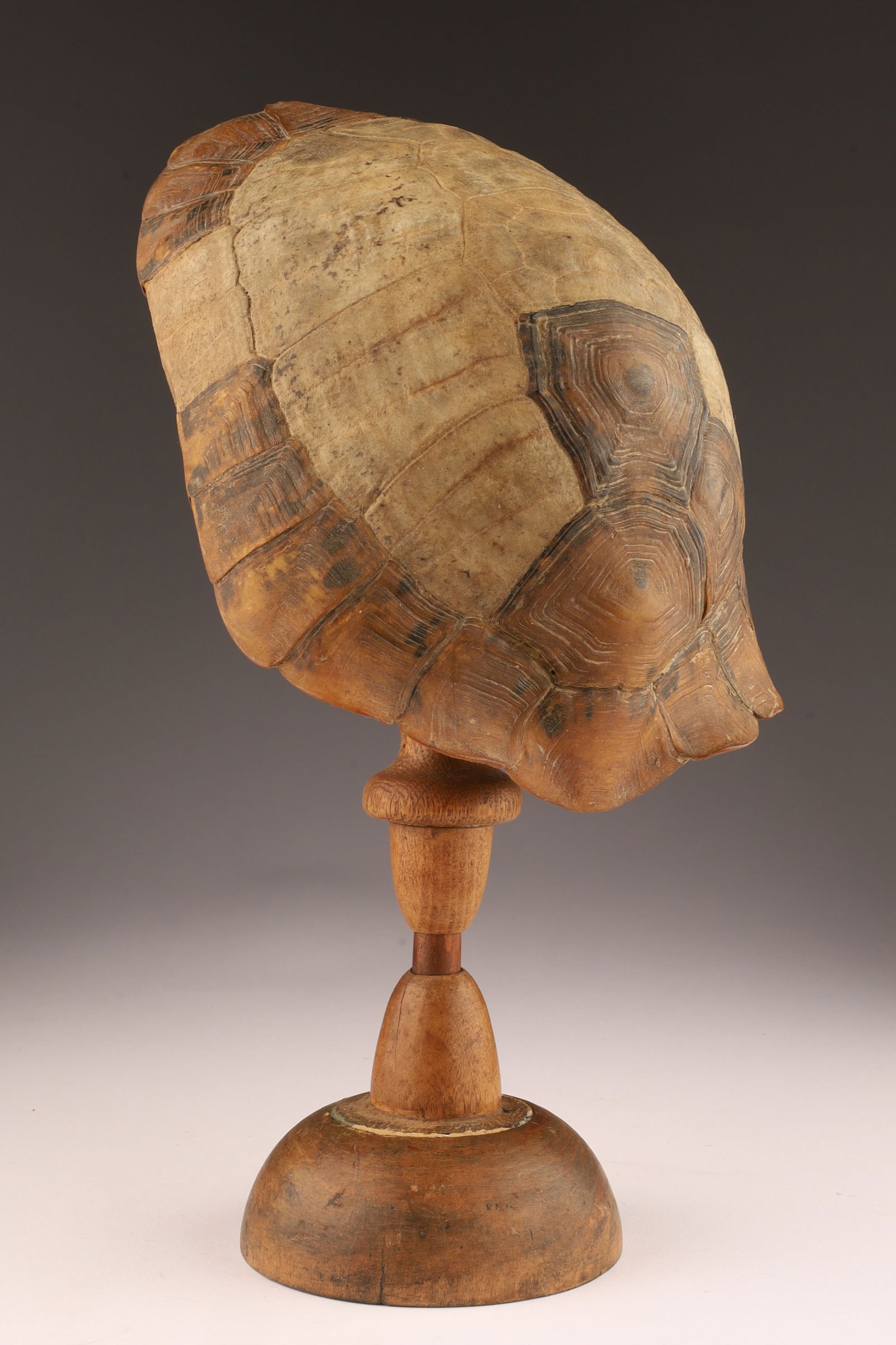 Antique Taxidermy Turtle Tortoise Shell on Stand (1 of 5)