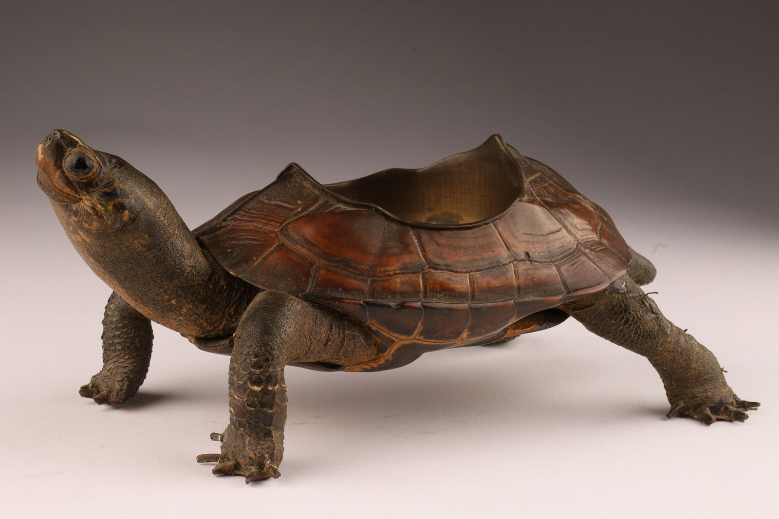 Antique Taxidermy Tortoise Copper Lined Ashtray (1 of 5)