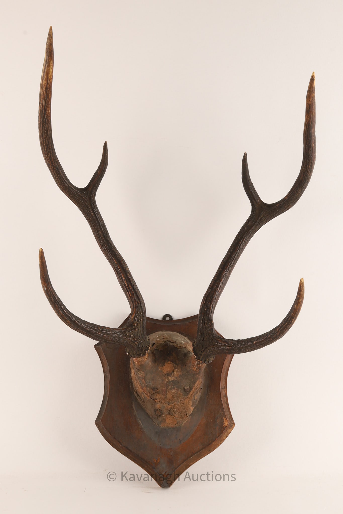 Antique Taxidermy Hunting Trophy Deer Antler Mount (1 of 5)