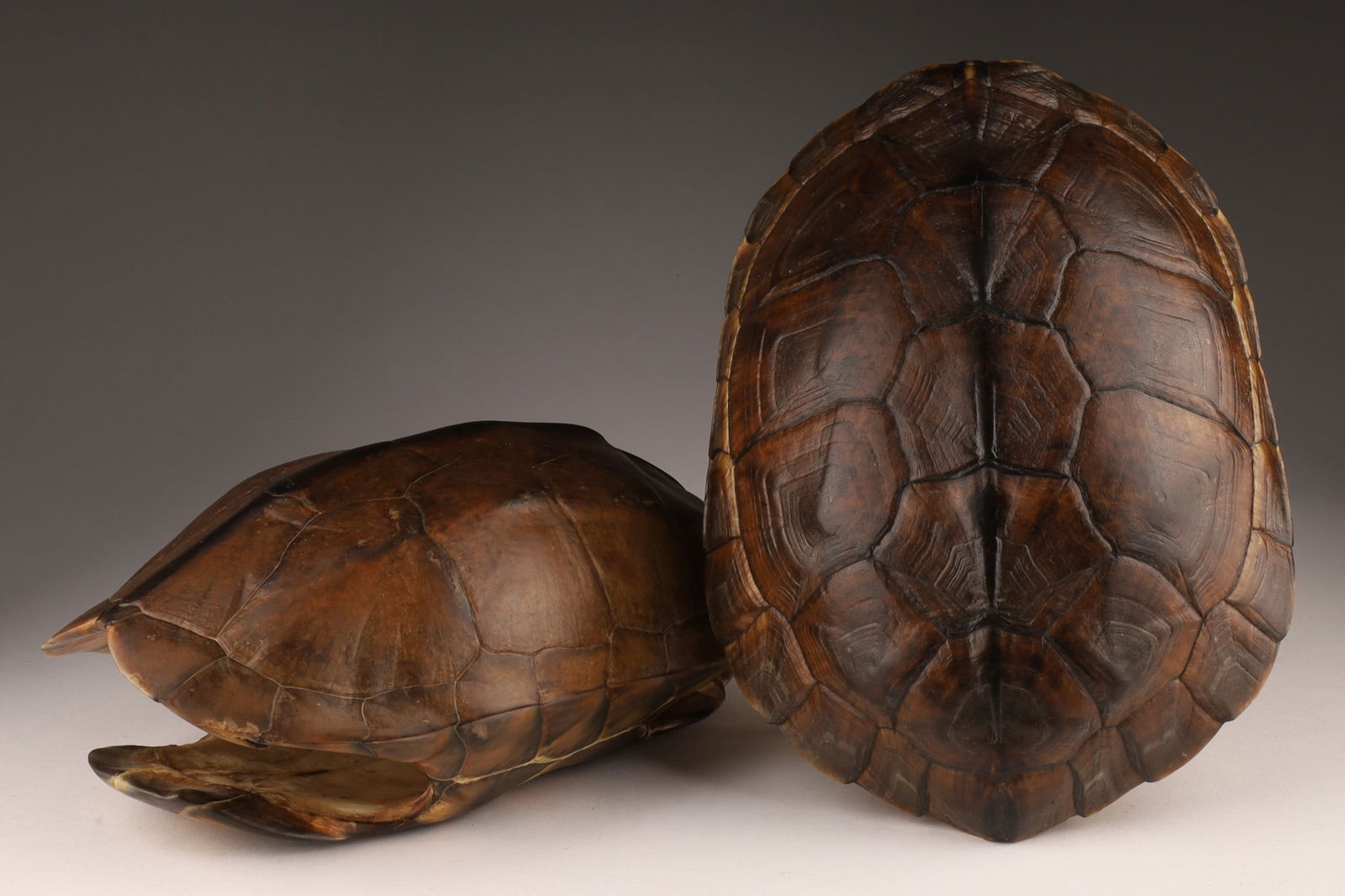 Lot of 2 Taxidermy Turtle Shells (1 of 6)