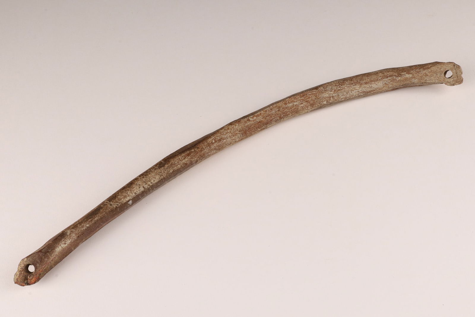 14.5" Fossilized Walrus Oosik - Baculum (1 of 4)