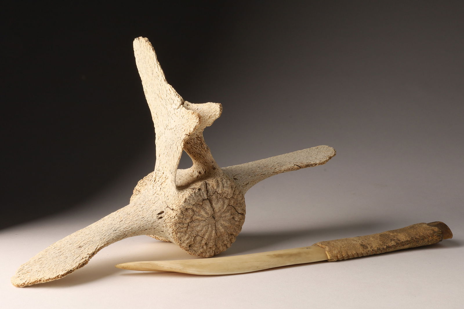 Lot Weathered Whale Spine Bone, Carved Bone Knife: Lot Old Weathered Whale Spine Bone, and Bone Carved Knife with Leather Grip. Knife measures 11.5 inches, Spine measures 13 inches L x 8 H x 4 deep.