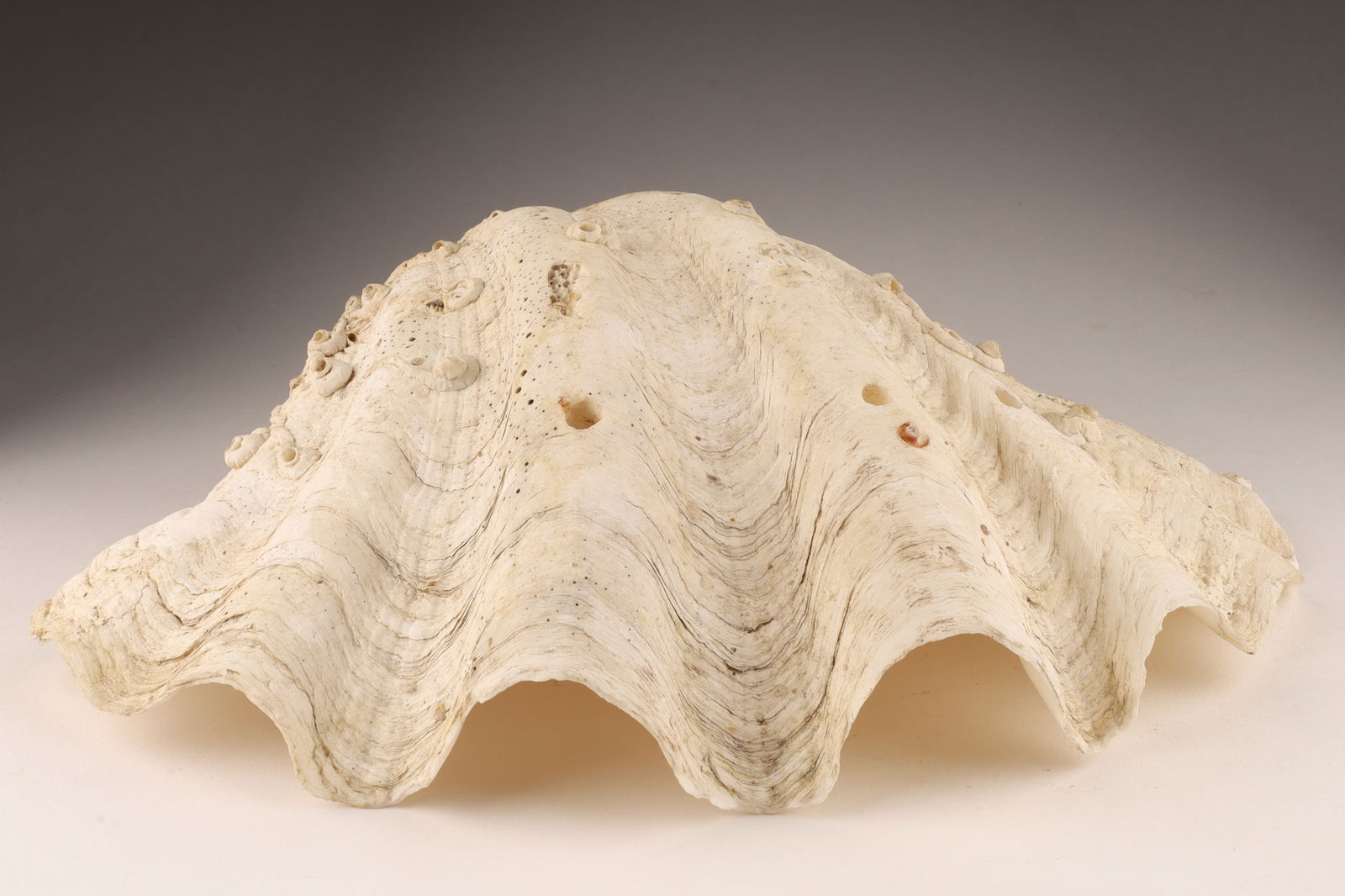 Large Tridacna Gigas Giant Clam Shell (1 of 10)