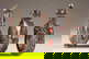 item-210717772=5