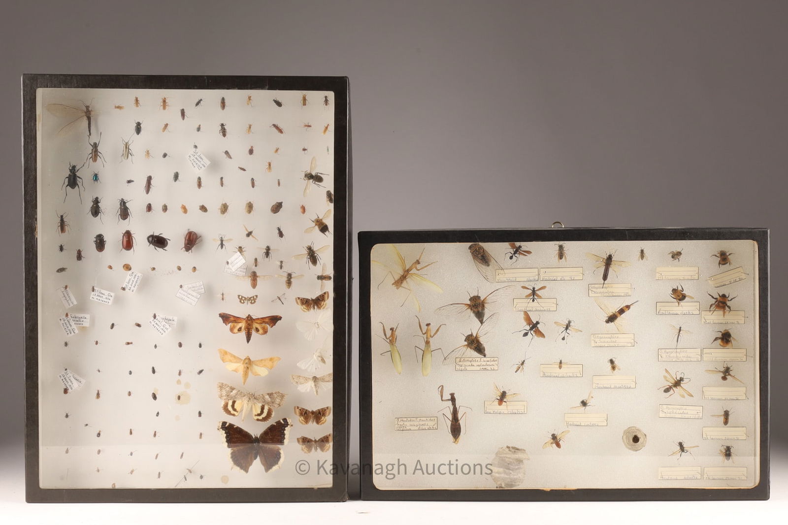 Collection Entomology Framed Insect Shadow Boxes (1 of 8)
