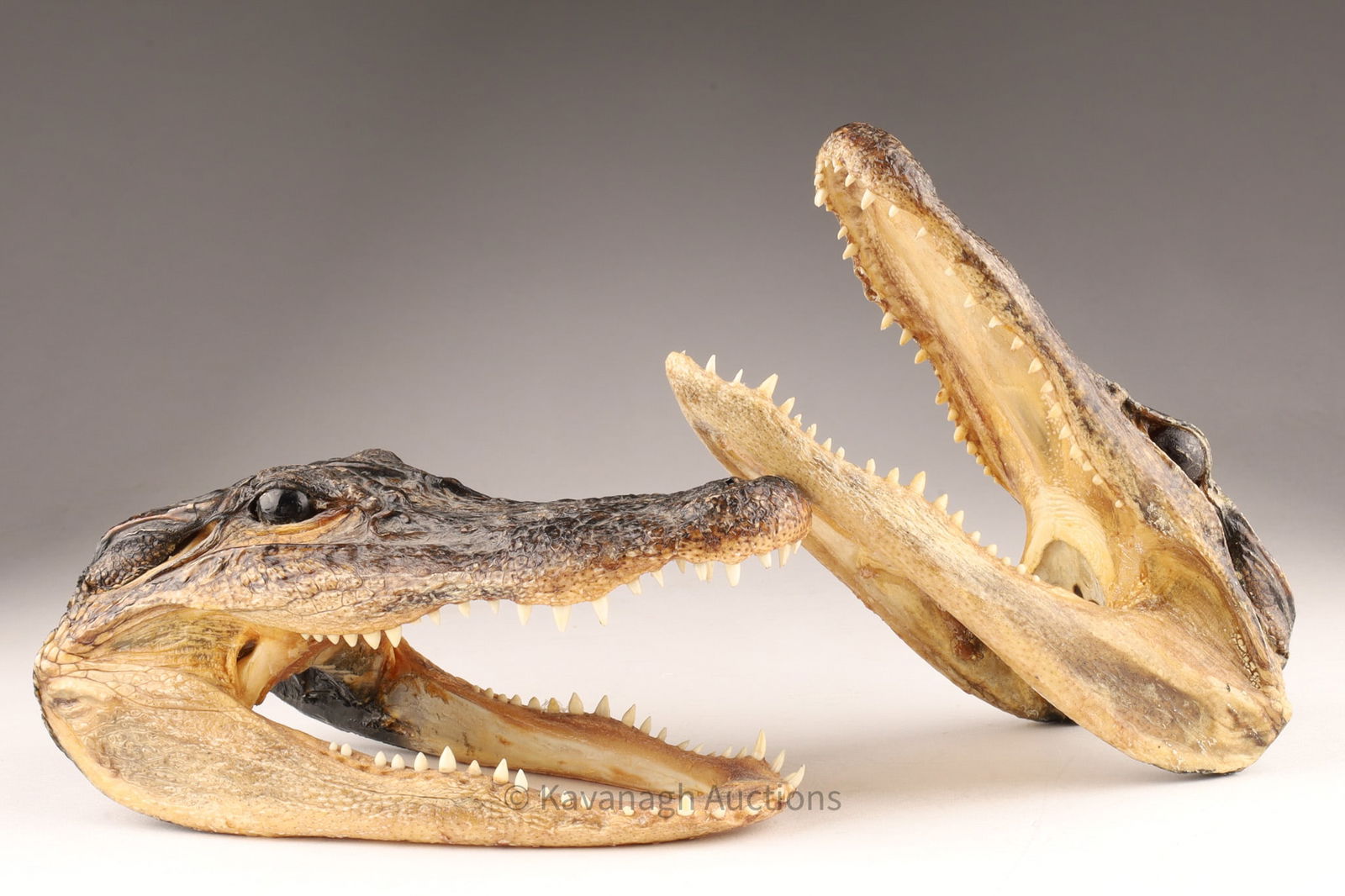 Pair of Caiman Crocodile Taxidermy Heads (1 of 7)