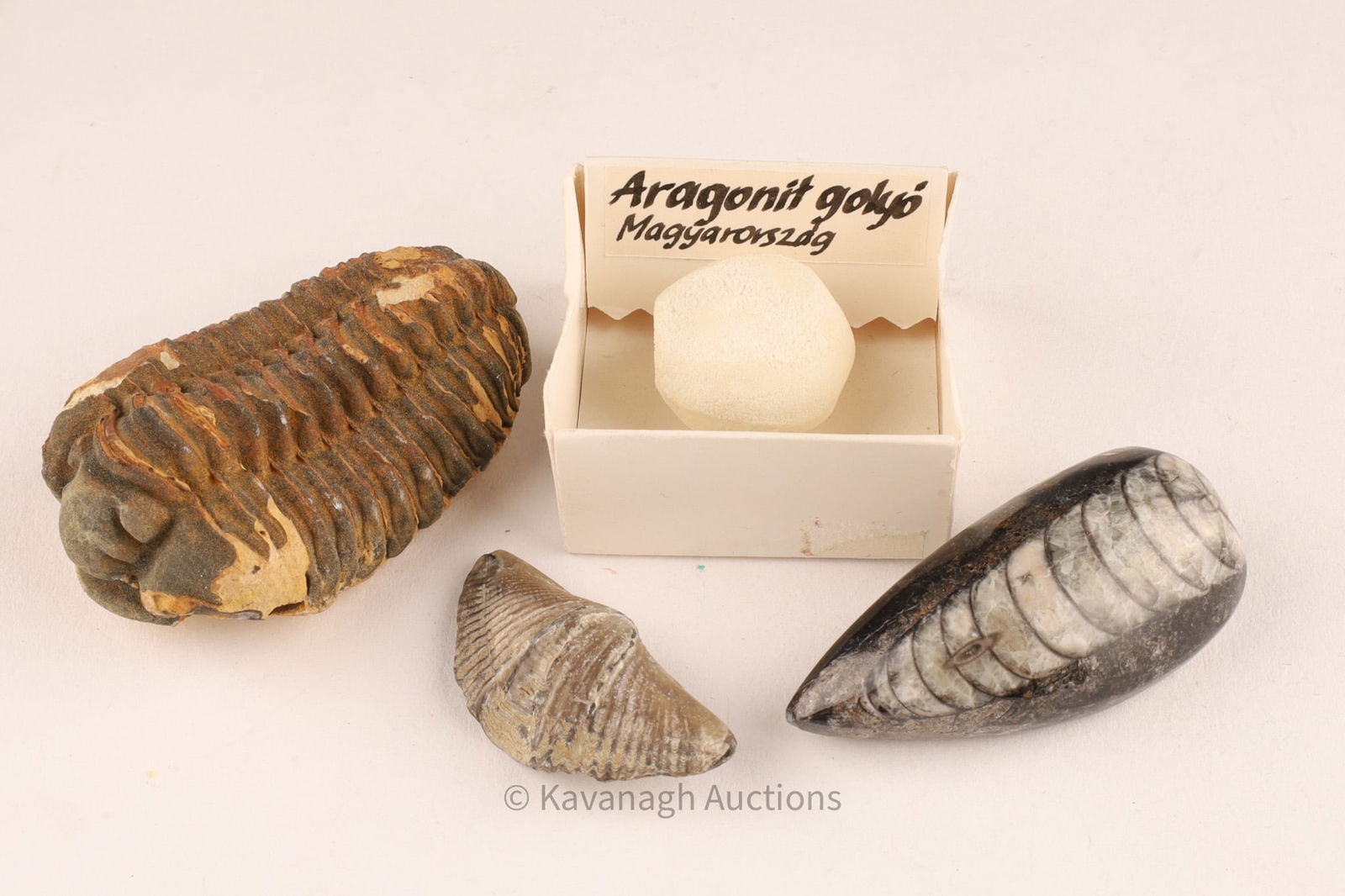 A lot of fossil specimens (1 of 5)