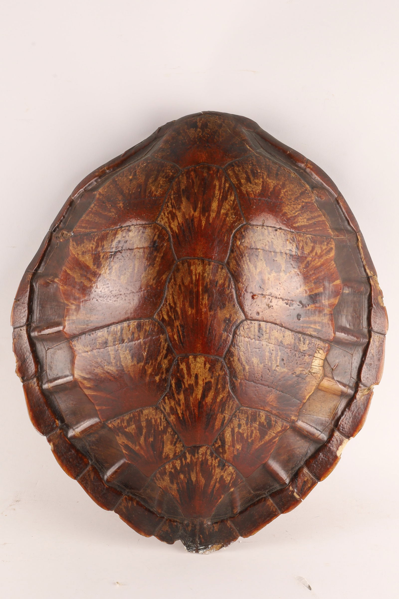 Antique Turtle Shell Taxidermy (1 of 8)