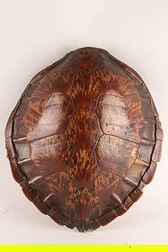 Antique Turtle Shell Taxidermy: Antique Turtle Shell Taxidermy. Measuring 17.5” x 15.5”.