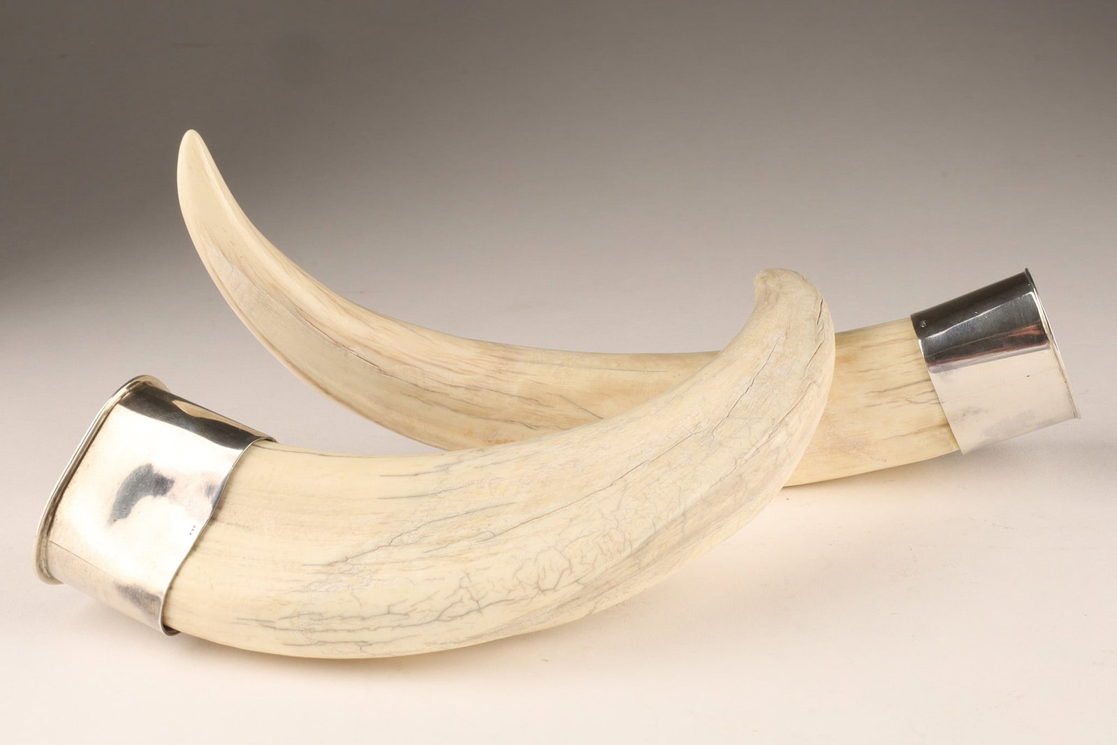 Pair of Large Antique Silver Mounted Warthog Boar Tusks (1 of 6)