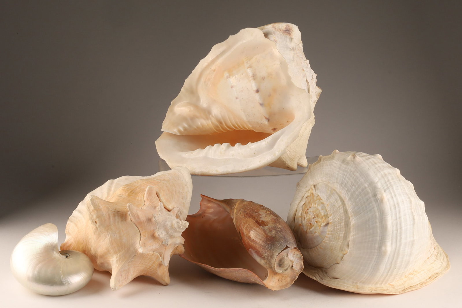 A Collection of Large Sea Shells / Nautical Decor: A Collection of Large Sea Shells / Nautical Decor composed of various types of conch shells. Dimensions: Largest measures 12 inches. Dimensions: THIS ITEM CANNOT BE EXPORTED FROM CANADA.