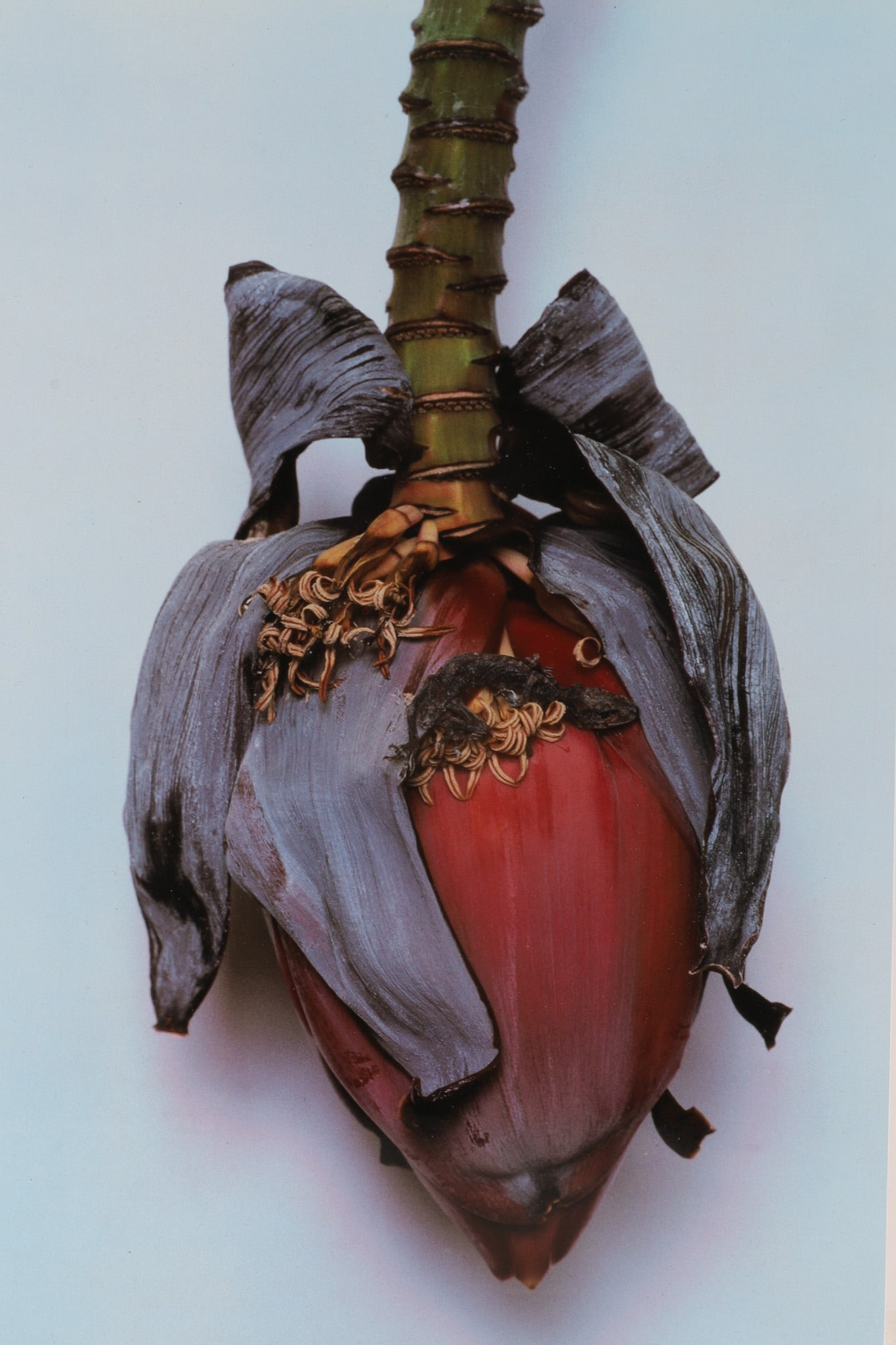 Nobuyoshi Araki (b. 1940), Sensual Flowers, 1997, Photographic Print, 2004: Nobuyoshi Araki (Japanese, b. 1940) Sensual Flowers, 1997 Colour photographic print depicting a banana blossom against a blue ground, from Araki's celebrated Sensual Flowersseries. Printed in 2004 fro
