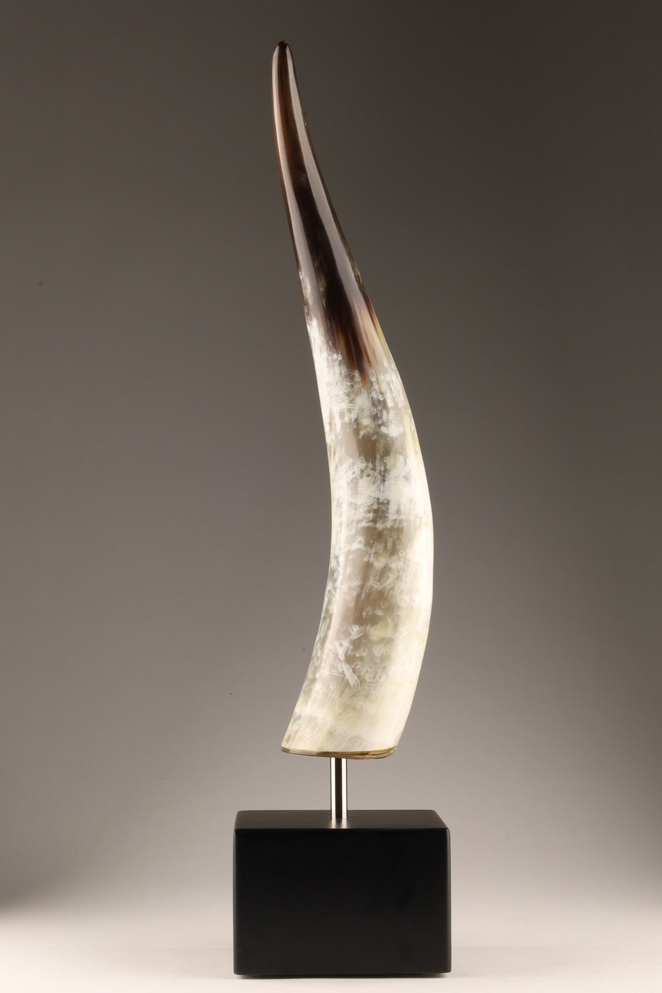 Vintage African Ankole Watusi Large Cattle Horn Mounted: Authentic Ankole or in Europe named Watusi cattle horn from Africa, mounted on a black lacquered wood base, polished to show the horn's organic grains and unique design. Horn measures 20 inches H, mou