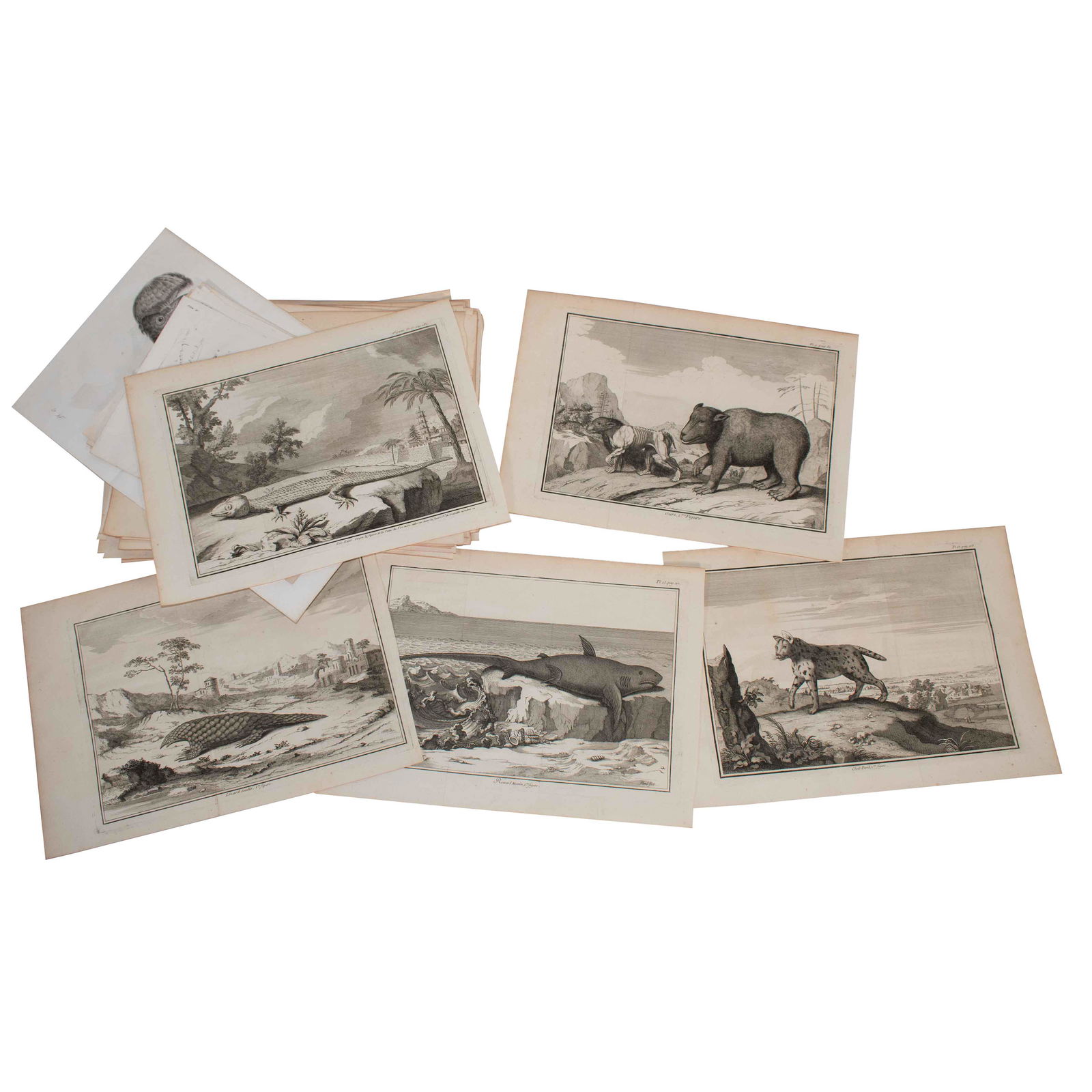 Antique Animal Engraving Collection (1 of 1)