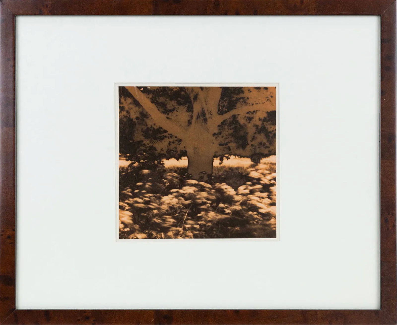 Aaron Rose (American, 1938 - 2021): "Tree and Field." Alternative process photography. 8 1/4 x 8 1/4"; 16 1/2 x 19 1/2" (overall). Framed. Provenance: property of a New York estate.