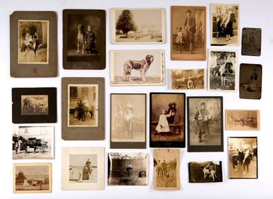 Animal Pet Photograph Collection