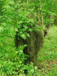 Synthetic Ultra-Light Ghillie BDU Jacket Leafy Green XL: We use Industrial sewing machines to sew a knotted 1" x 1" nylon netting directly to a Military BDU 4 pocket coat. These are made by "ATLANCO". Our Synthetic thread is directly hand tied to this netti