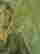 item-51027718=7