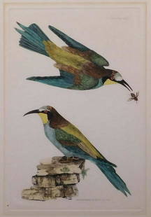 P.J. Selby: Bee Eaters: Prideaux John Selby (British, 1788-1867): Bee Eaters. Hand colored engraving mounted to board. Unframed. From Illustrations of Ornithology (Series 1, Volume 2 part 4, November 1828, plate 58) Selby