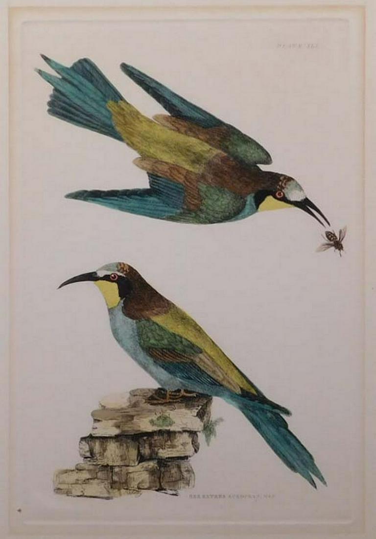 P.J. Selby: Bee Eaters (1 of 11)