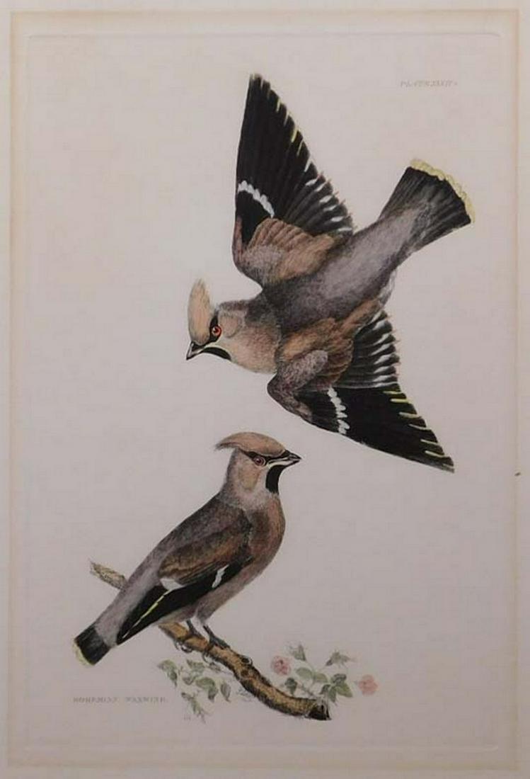 P.J. Selby: Bohemian Waxwings (1 of 10)