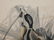 After J.J. Audubon: Mallard Duck, Anas Boschas - 3
