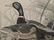 After J.J. Audubon: Mallard Duck, Anas Boschas - 5