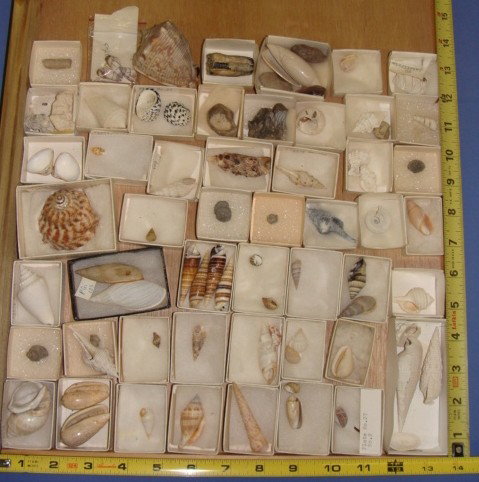 Lot of Shells from Collection: lot as Pictured