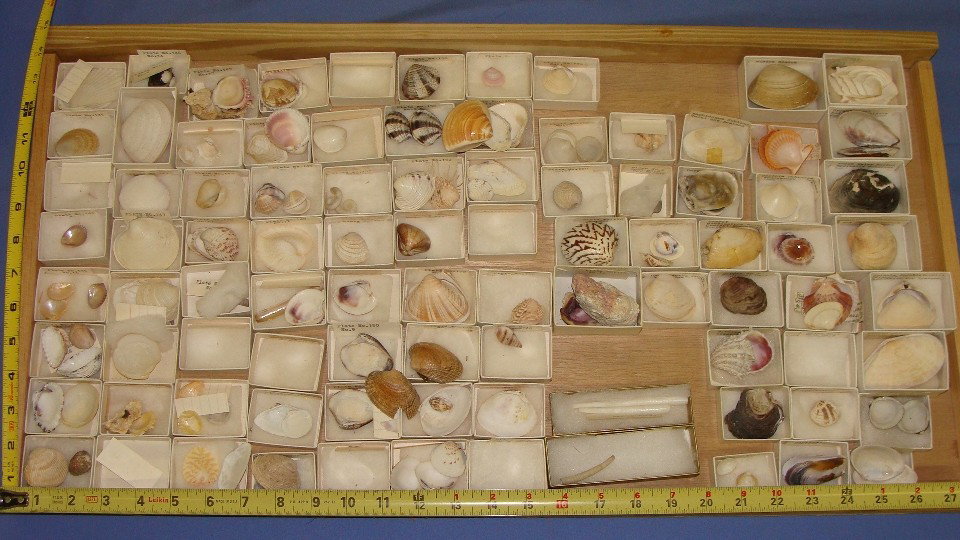Large lot of Shells From Collection: Lot as pictured