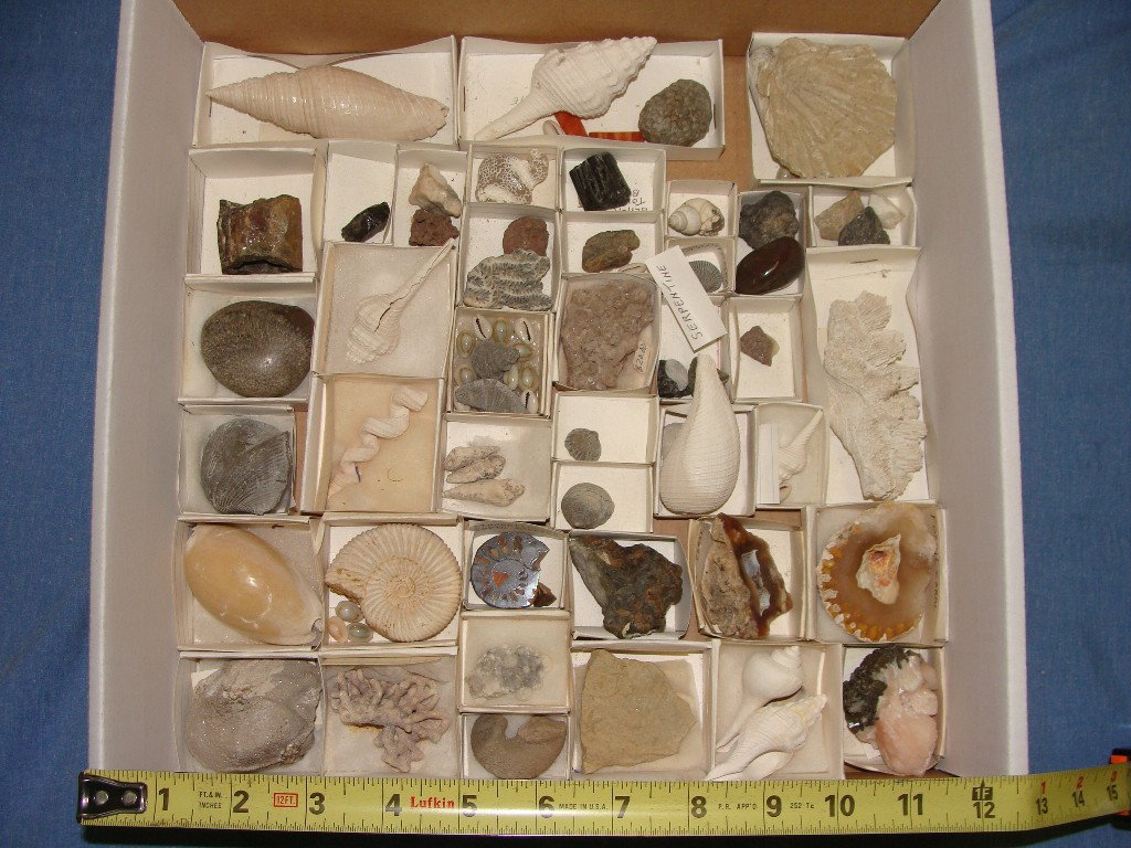 Lot of Various Shells, Crystals and Rocks from Col: Lot as pictured