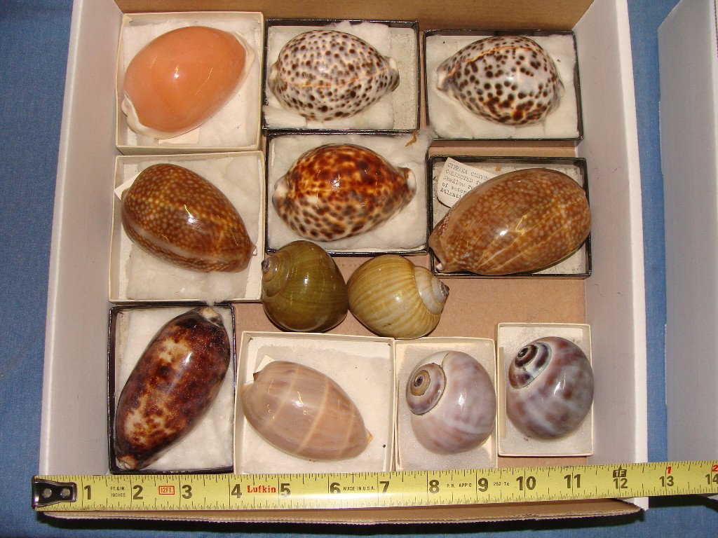 Lot of Large Cowrie Shells From Collection: Lot as pictured