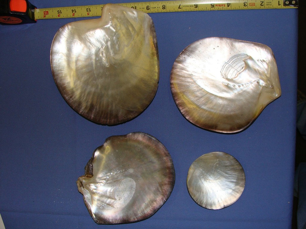 Lot of Mother of Pearl Shells up to 7": Large piece is 7" x 7 1/2"
