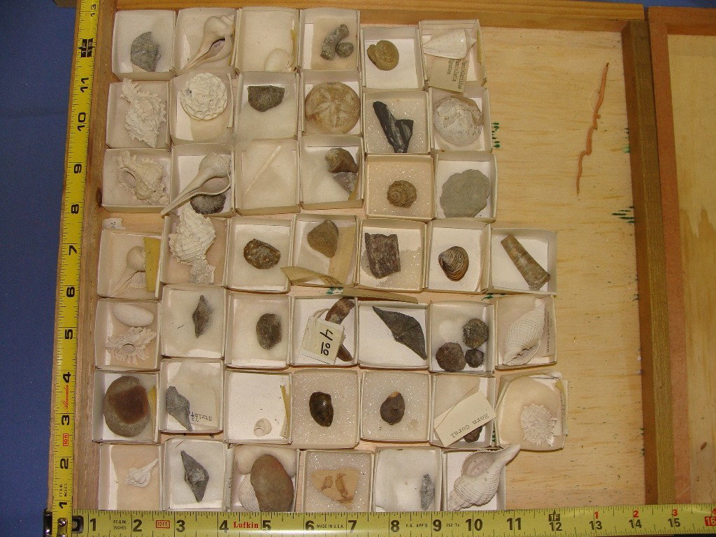 Lot of smaller Sea Life and Shells From Collection: Lot as pictured