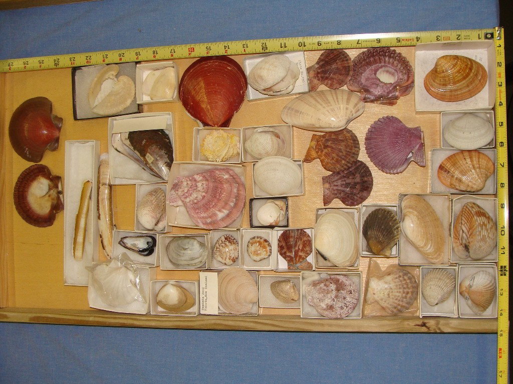 Lot of Bright Colored Bivalve Hinged Complete Seas: This Lot contains both halves of the shell