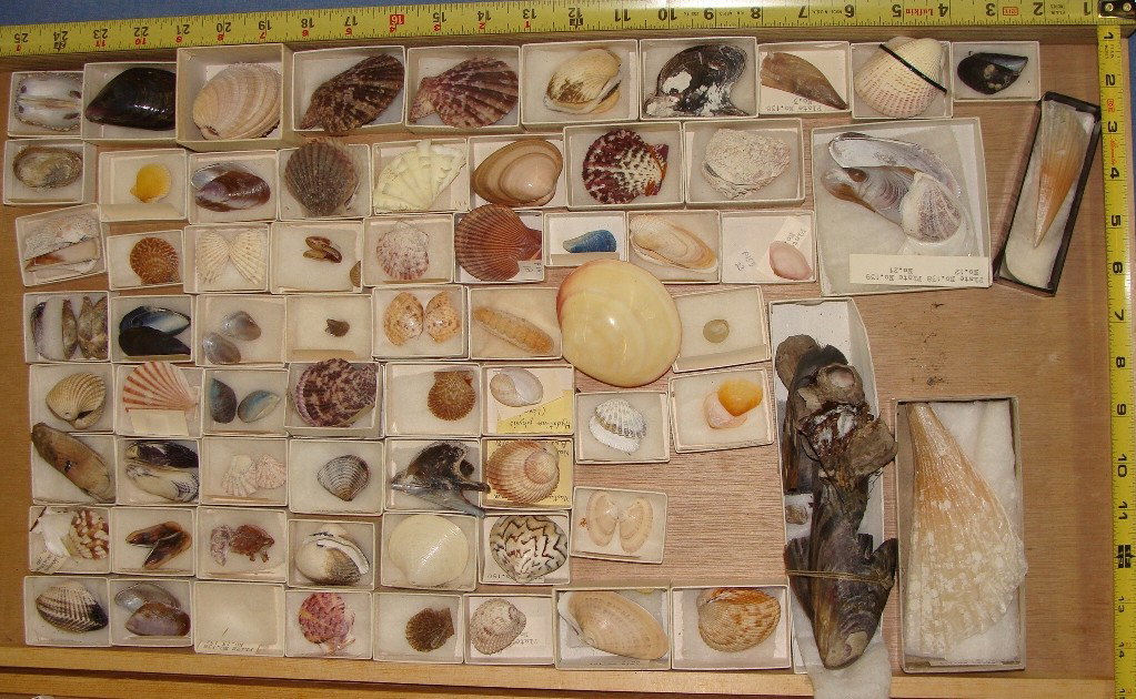 Lot of smaller Bivalve Hinged Seashells: A smaller size mated pair lot of shells