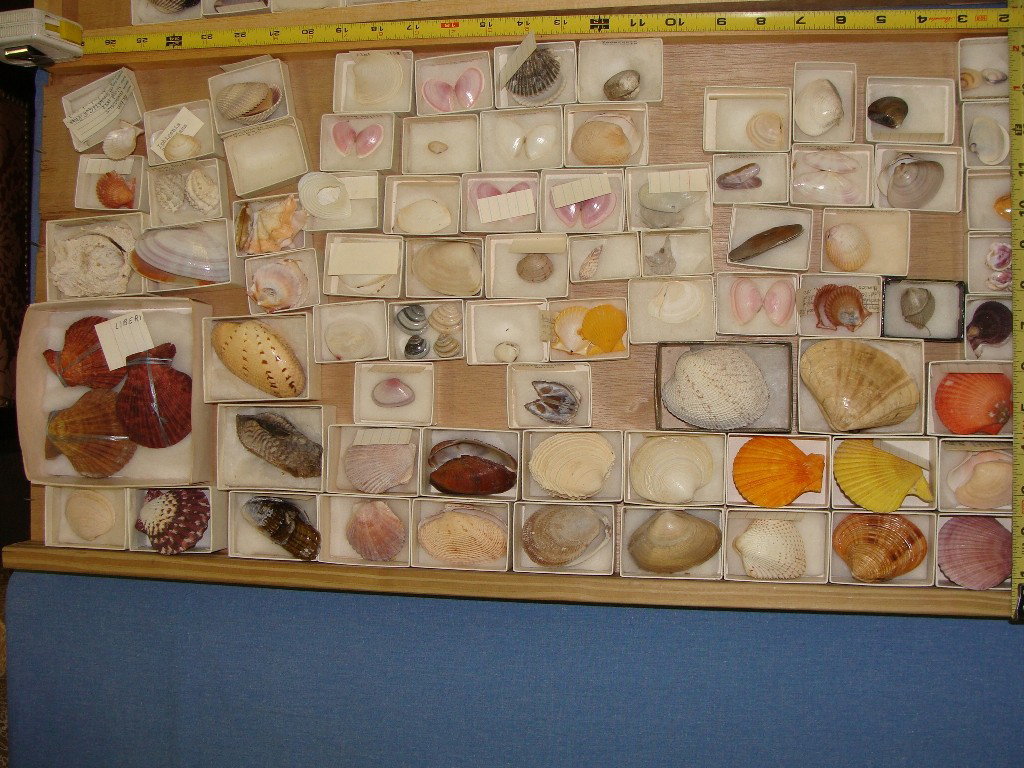 Various size lot of Bivalve Seashells Brightly col: The majority of these have their matching half.