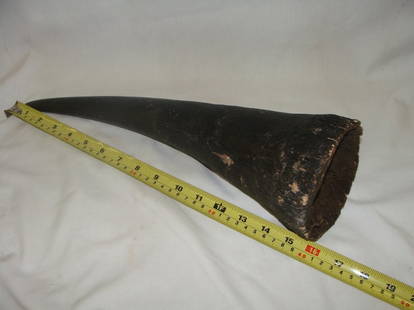 ANTIQUE RHINO RHINOCEROS HORN 16": 16" long, 4 3/4" x 4 1/2" base, This piece was brought home legally during the 1950's by our consignor. Weight is 1,500 grams and girth approx. 15" at base.