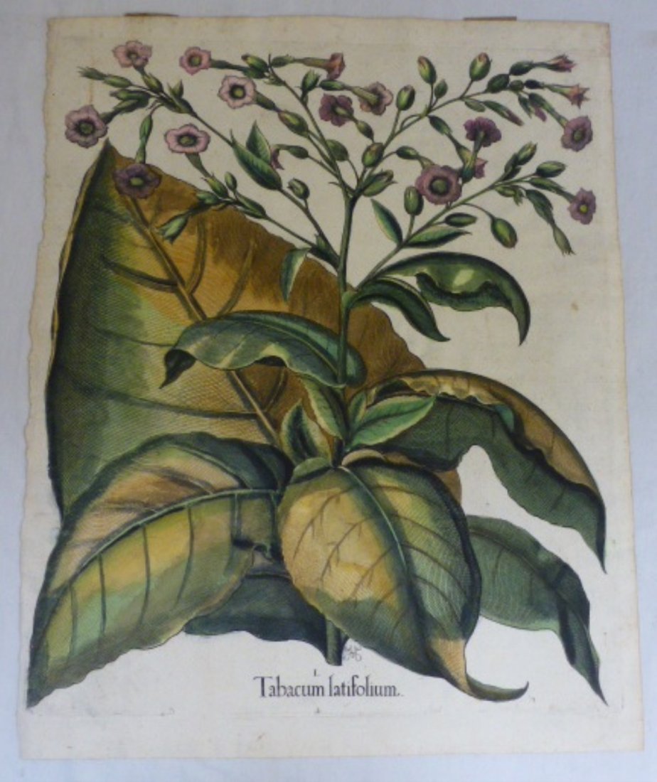 Original 1640 Basilius Besler Flowers Tobacco Leaf: Original 1640 Basilius Besler Flowers Tobacco Leaf Folio Botanical , 20 1/2" x 16", excellent colors, some foxing.