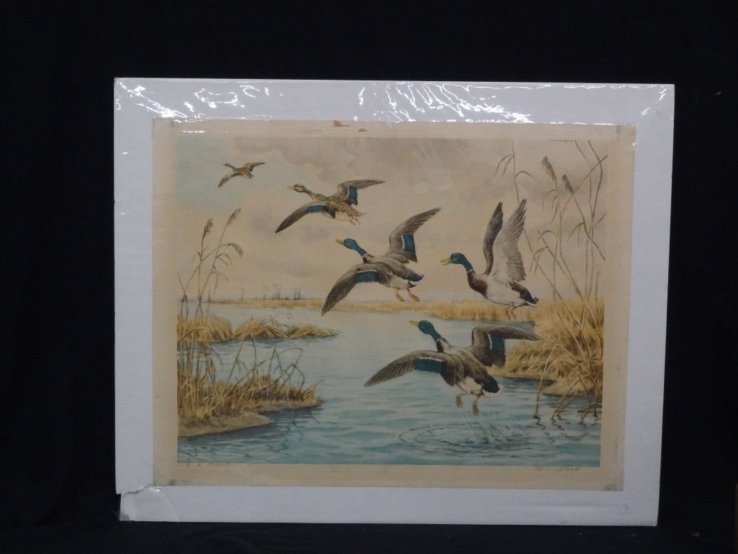 Paul Wood Duck Lithograph Signed and titled by artist (1 of 5)