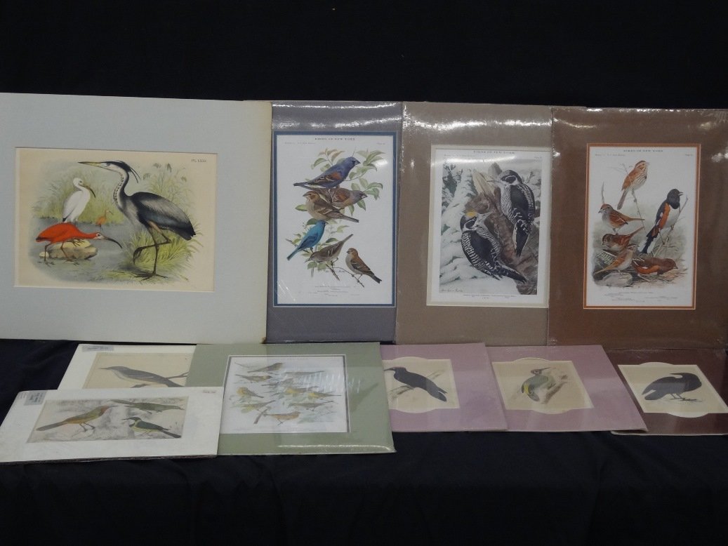 (10) Bird Hand Colored Engravings and lithographs 1895 (1 of 10)