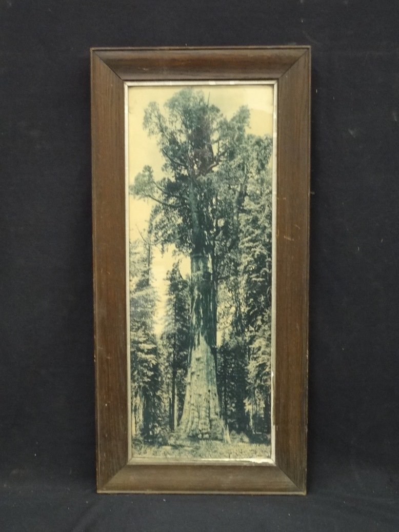 Vintage Black and White Photograph Giant Sequoia, (1 of 4)