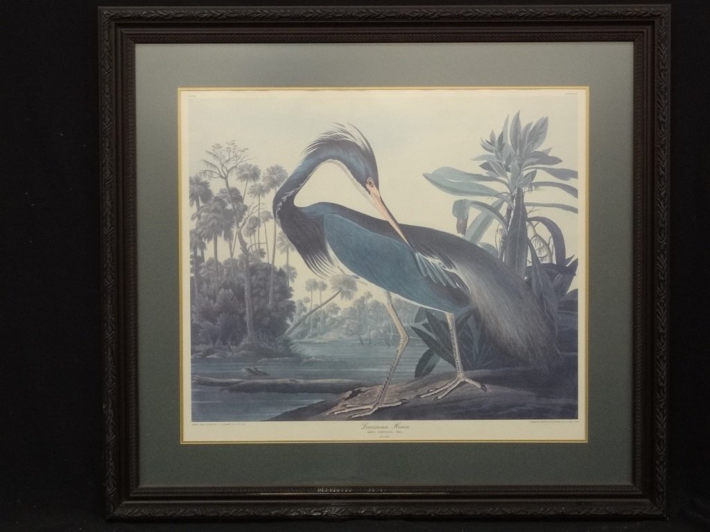 J.J. Audubon "Louisiana Heron" Print from engraving by (1 of 7)