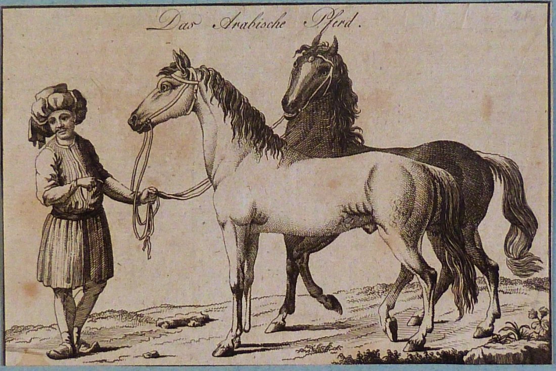 18th, “Arabian horse”.: Print from cooper engraving titled “Das Arabische Pferd”. Approx. image size 16 x 10,5/34 x 25 cm.