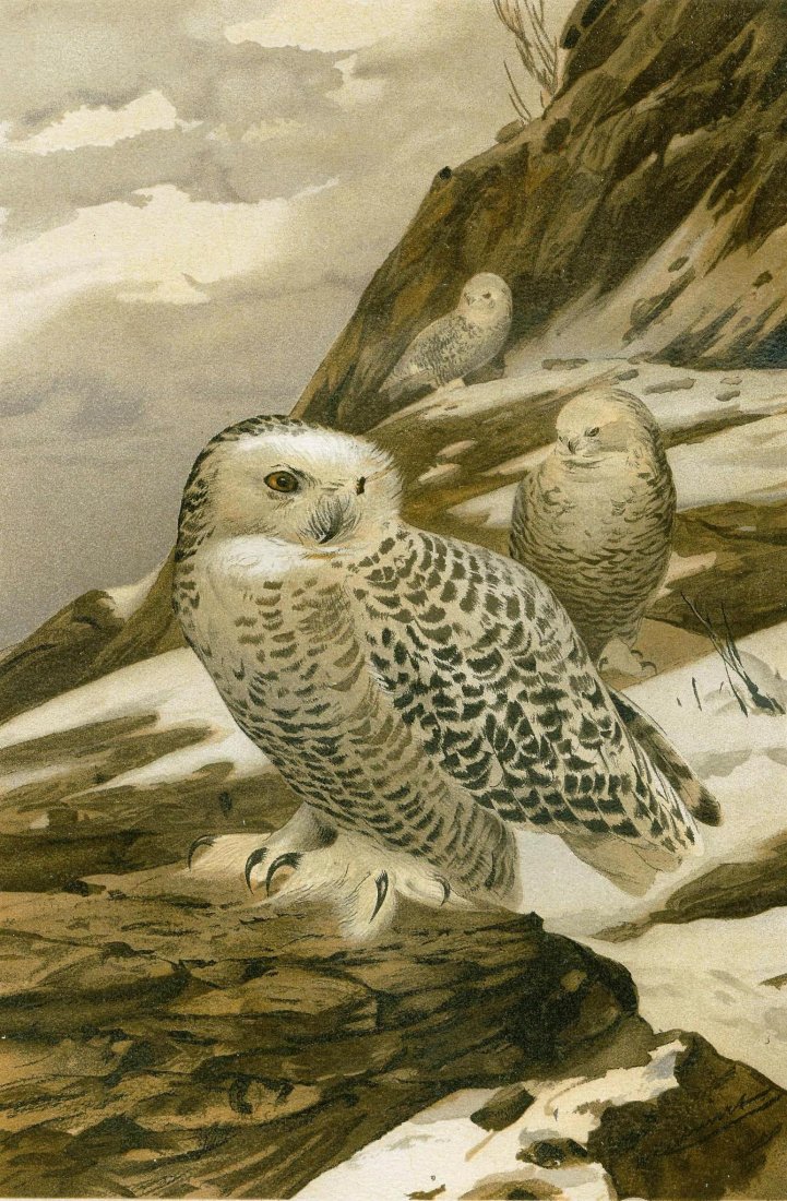 The snowy owl. North America. 1900.: Chromium lithography. From Вильгельм Гааке „Происхожде