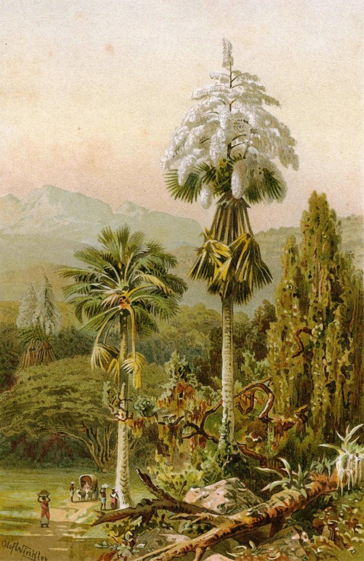 Gekel. Sri Lanka/Ceilon. 19th.: Gekel. Corypha umbraculifera. Sri Lanka/Ceilon/Germany. 19th. Drawer: Ernst Gekel (German, 1834 –1919) Lithographer: Olof Winkler (German,1843-1895) Lithography titled „Corypha umbraculifera“ Er