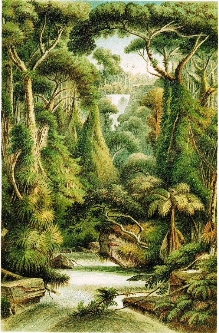 Konigsbrunn. Liana. Sri Lanka/Ceilon. 19th.: Drawer: Hermann Reichsfreiherr von Königsbrunn (Austrian, 1823-1907) Lithography titled „Liana“ Hermann Reichsfreiherr von Königsbrunn born in 1823 in Radkersburg, von Königsbrunn joined the Vi