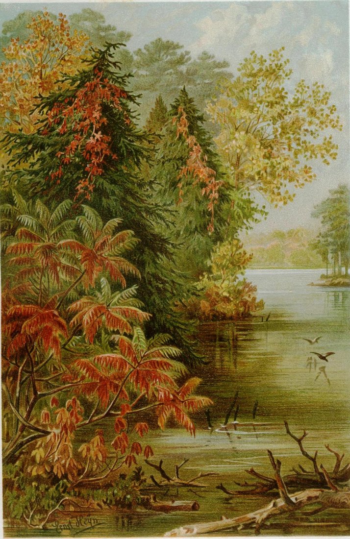 Heyn. Flora of the Lake Erie. Canada. 19th.: Drawer: Ernst Friedrich Heyn (Germany, 1841-1894) Lithography titled „Flora of the Lake Erie“ Approx. image size 20 x 13/25,5 x 17,5 cm.