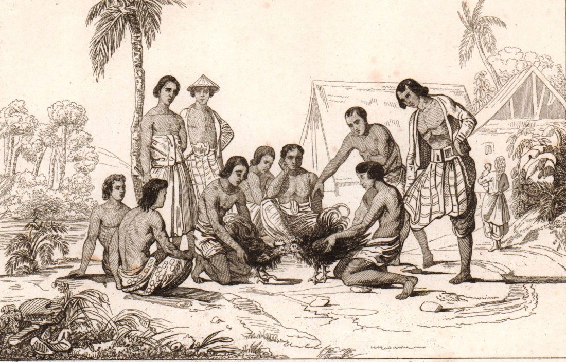 Cockfighting. Oceania. Australia. 1836. (1 of 3)